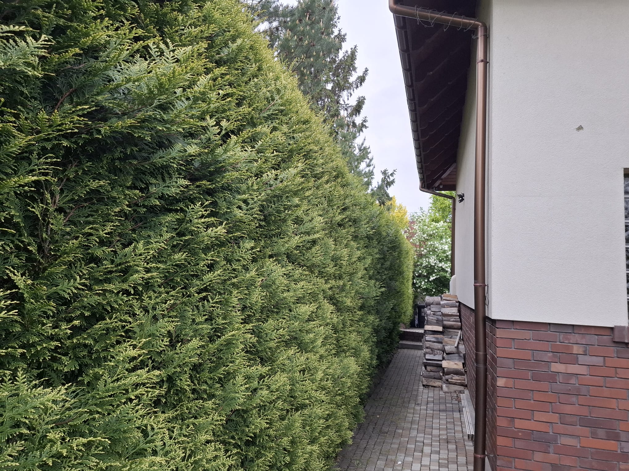 Pełny widok odnowionego żywopłotu
