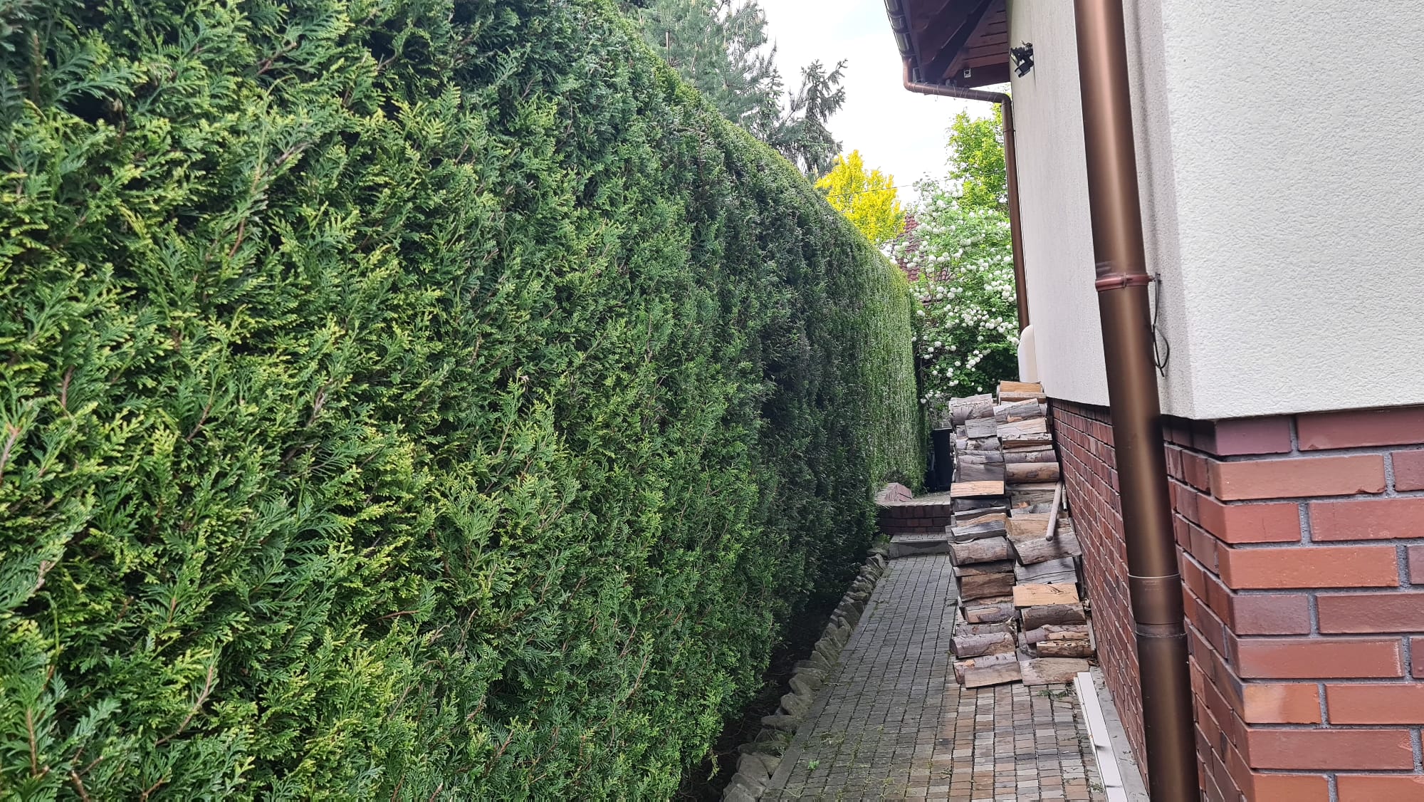 Szczegół pielęgnacji żywopłotu