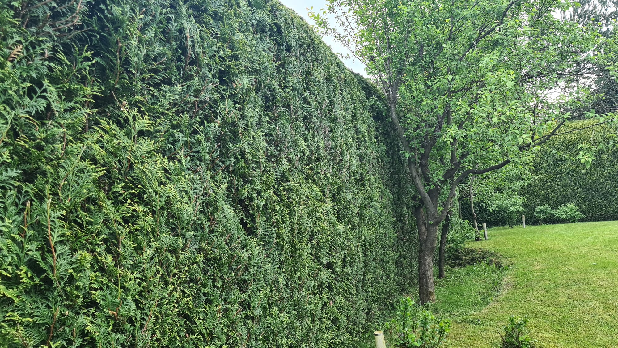 Długoterminowa opieka nad żywopłotem
