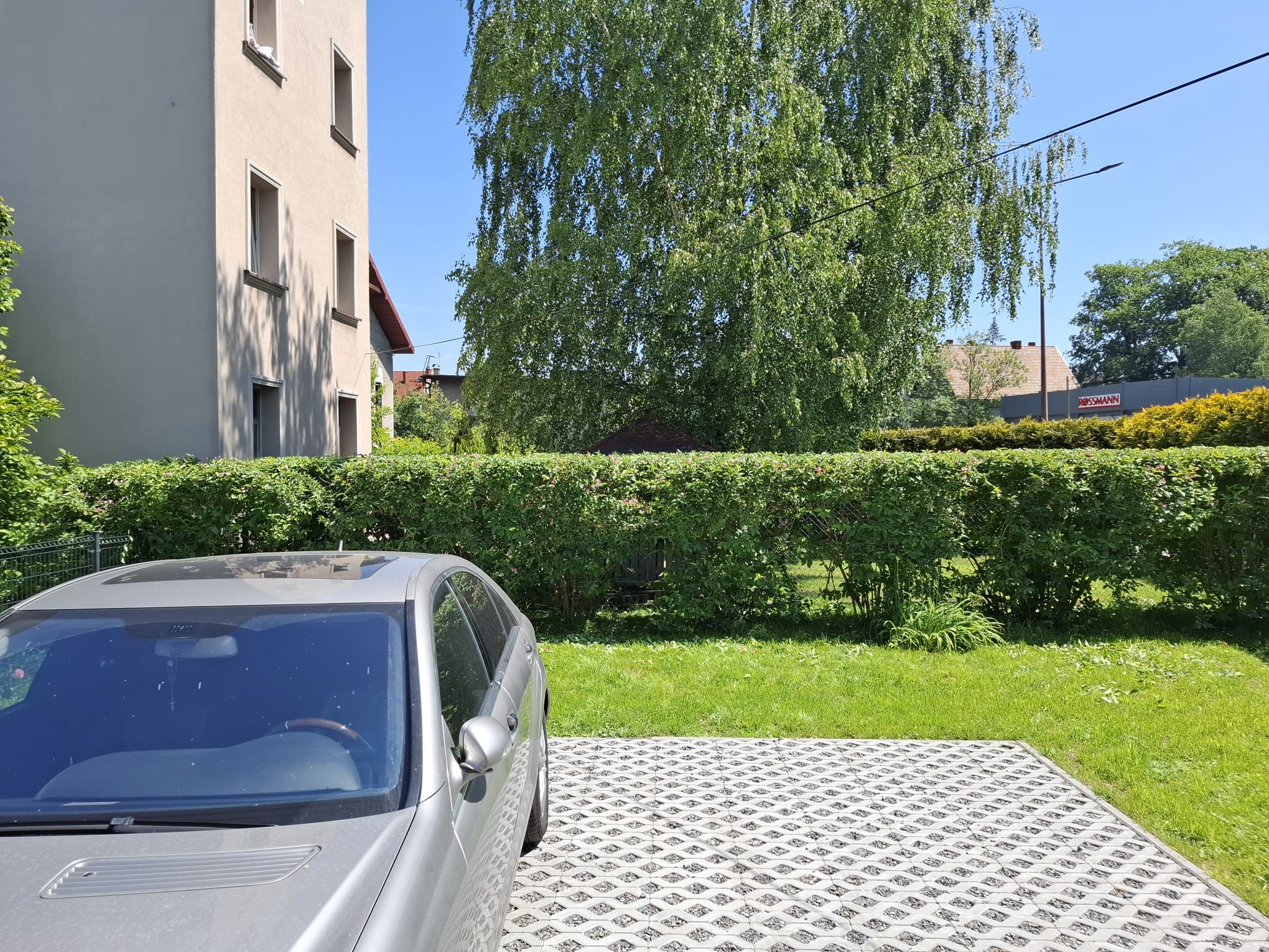 Gęsta struktura żywopłotu prywatnego
